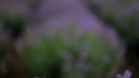 Bee in lavender field Stock Footage 1455917