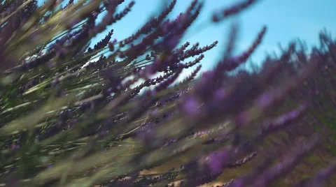 Bee in a lavender field in Provence Vidéo 68603917