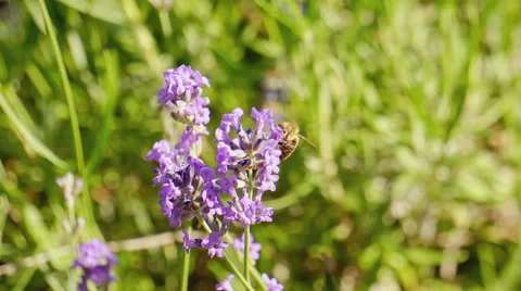 Bee on lavender flower Stock Footage 46433850