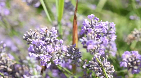 Bee on lavender flower Stock Footage 55773106