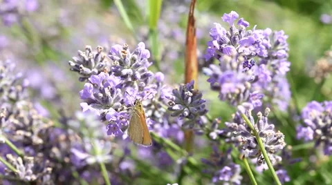 Bee on lavender flower Stock Footage 55774032
