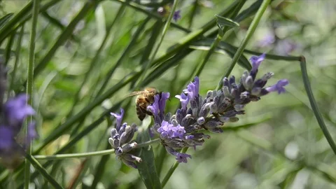 Bee on lavender flower 動画素材 92954783