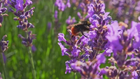 Bee on a lavender flower Stock Footage 150165043