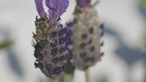 A bee on a lavender flower Stock Footage 151486428