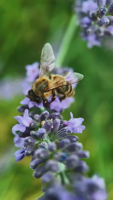 A bee on a lavender flower is looking for nectar, close up, macro, insect world, Stock Footage 254584421