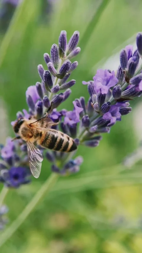 A bee on a lavender flower is looking for nectar, close up, macro, insect world, Stock Footage 254584494
