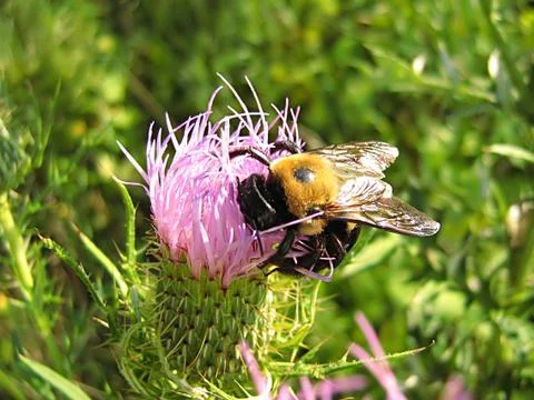 Bee On Lavender Flower Stock Photos