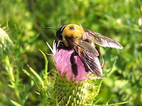 Bee On Lavender Flower Stock-Fotos