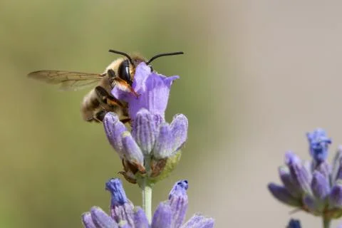 Bee on lavender flower Stock Photos