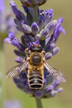 Bee on lavender flower Foto stock