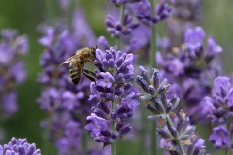 Bee on a lavender flower Stock Photos