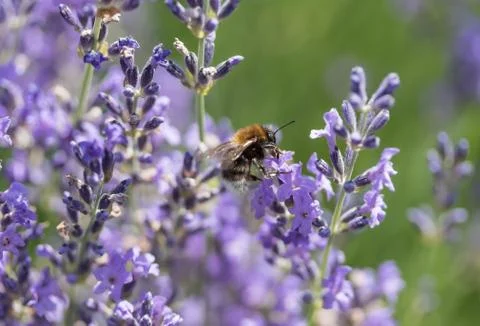 Bee on the lavender flower Stock Photos
