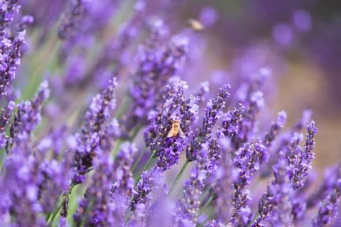 Bee on the lavender flower Stock Photos