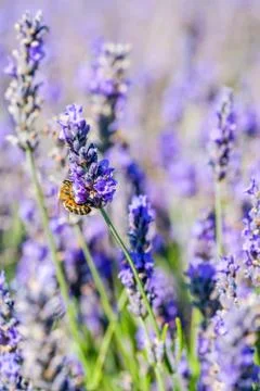 Bee on lavender flower Stock Photos