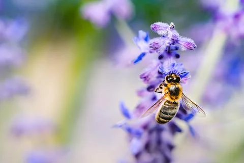 Bee on lavender flower Stock Photos