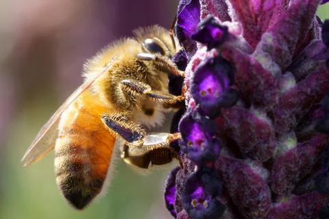 Bee on a lavender flower Stock Photos