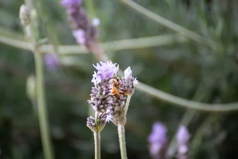 Bee on Lavender Flower Foto stock
