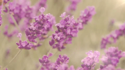Bee on a lavender flower, Provence Stock Footage 150164903