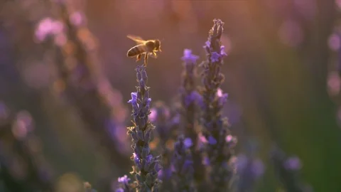 Bee on lavender flower. Slow motion Stock Footage 78589565