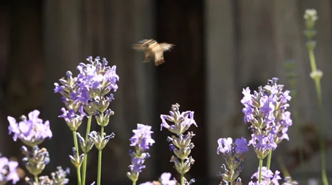 Bee on lavender flowers Stock Footage 35888575
