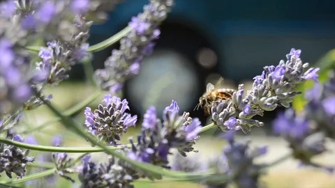 Bee on lavender flowers 動画素材 92954794