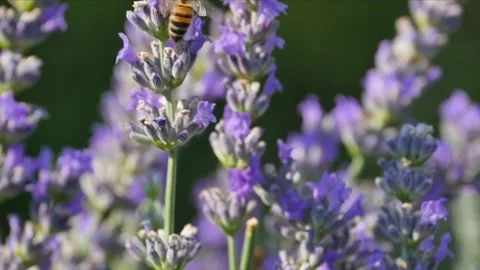 Bee Lavender Flowers Scent Pollination Slow Motion Stock Footage 195736344