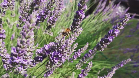 Bee on lavender flowers slow motion Stock Footage 200771431