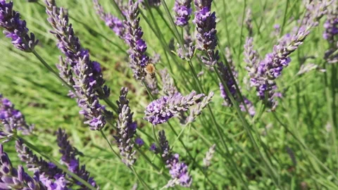 Bee on lavender flowers slow motion Stock Footage 200771432