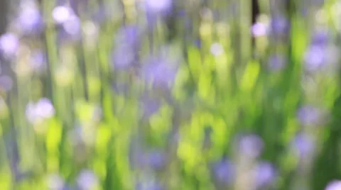 Bee on lavender flowers, zoom in Stock Footage 35888460