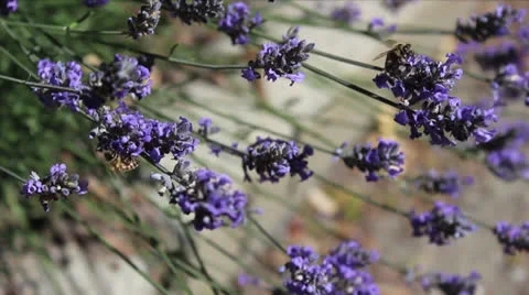 Bee On Lavender Stock Footage 25688999