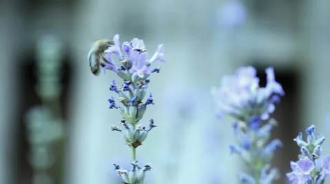 Bee on lavender Stock Footage 35929426