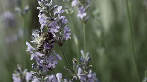 Bee on lavender Stock Footage 35929731