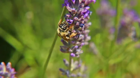 Bee on lavender Stock Footage 51111925