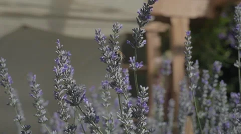 Bee on Lavender Stockbeeldmateriaal 52531788