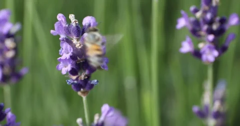 Bee on Lavender Видео 92191546