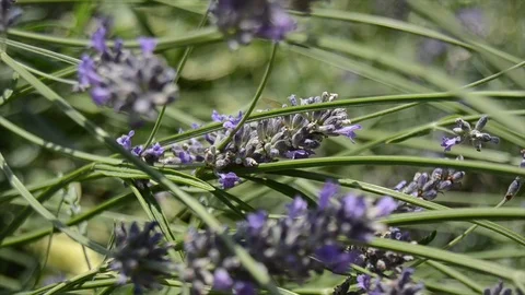 Bee on lavender Stock Footage