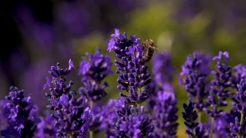 Bee on lavender Stock Footage 92994428