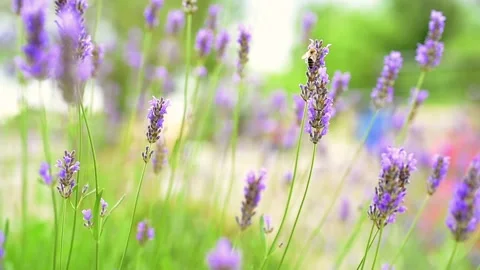Bee on lavender Stock Footage 132746441