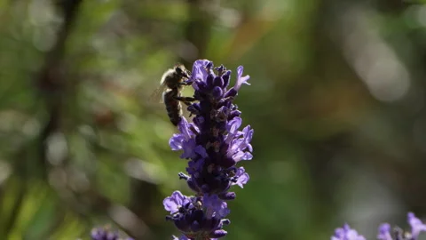 Bee on Lavender Stock Footage 278883361