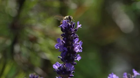Bee on Lavender Stock Footage 278902840