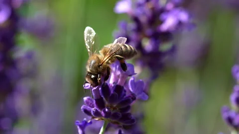 Bee on Lavender Stock Footage 278984192