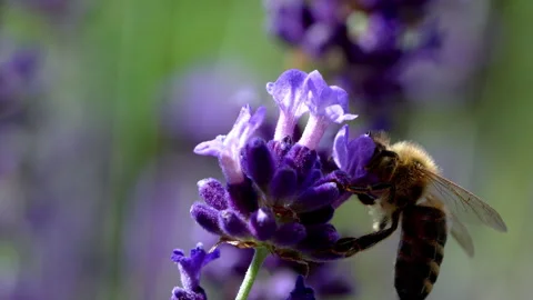 Bee on Lavender Stock Footage 278984243
