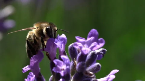 Bee on Lavender Stock Footage 278985184