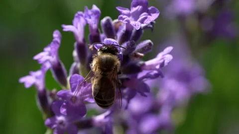 Bee on Lavender Stock Footage 278985228