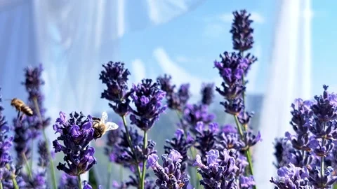 Bee on Lavender with Fresh Laundry Background. Video stock 319902957