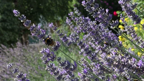 Bee on Lavender overview Stock-Footage 94712834