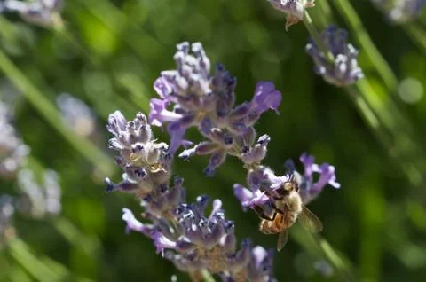 Bee in lavender Stock Photos