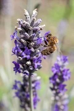 Bee on lavender Stock Photos