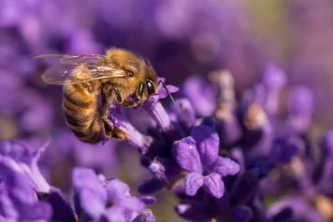 Bee on Lavender Stock Photos
