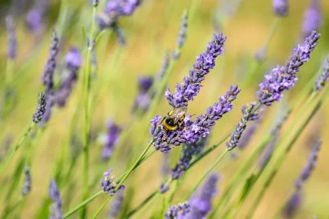 A Bee on Lavender Foto stock